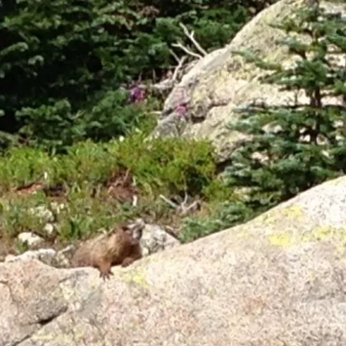 Marmots were out in large numbers today, too.