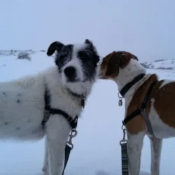 Break out the Snowshoes! It's April in Colorado.