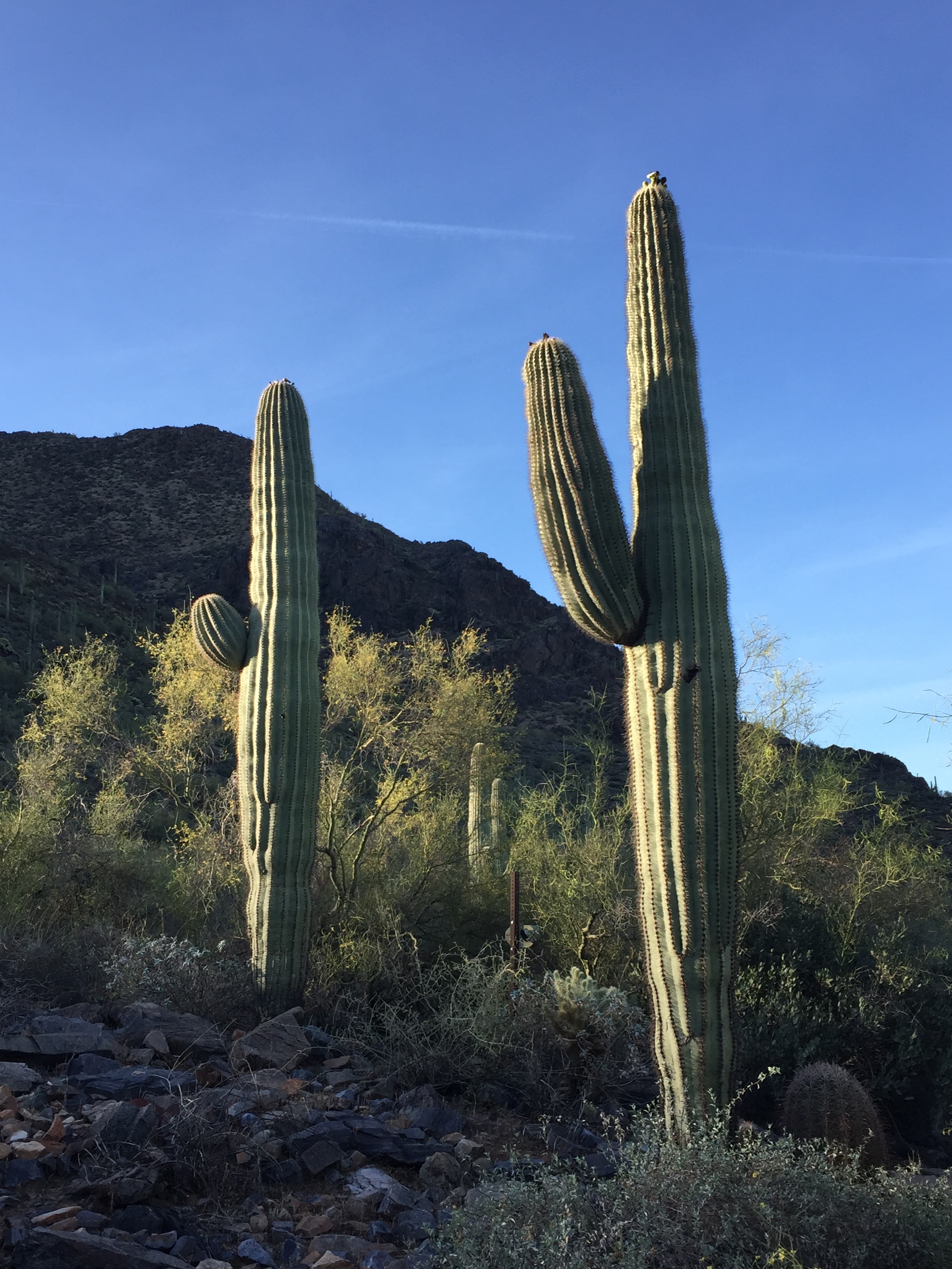 Early Morning in the Desert