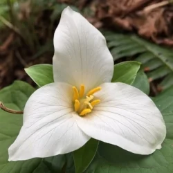 A Dry Run on the Wildwood Trail
