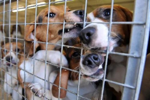 Beagles are frequently used in animal testing.