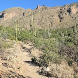 Through the Saguaros of Finger Rock Canyon