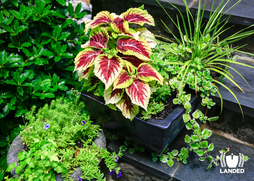 Container Gardens with Ivy, Creeping Fig, Coleus, Sedum and Dracaena| Landed Horticulture