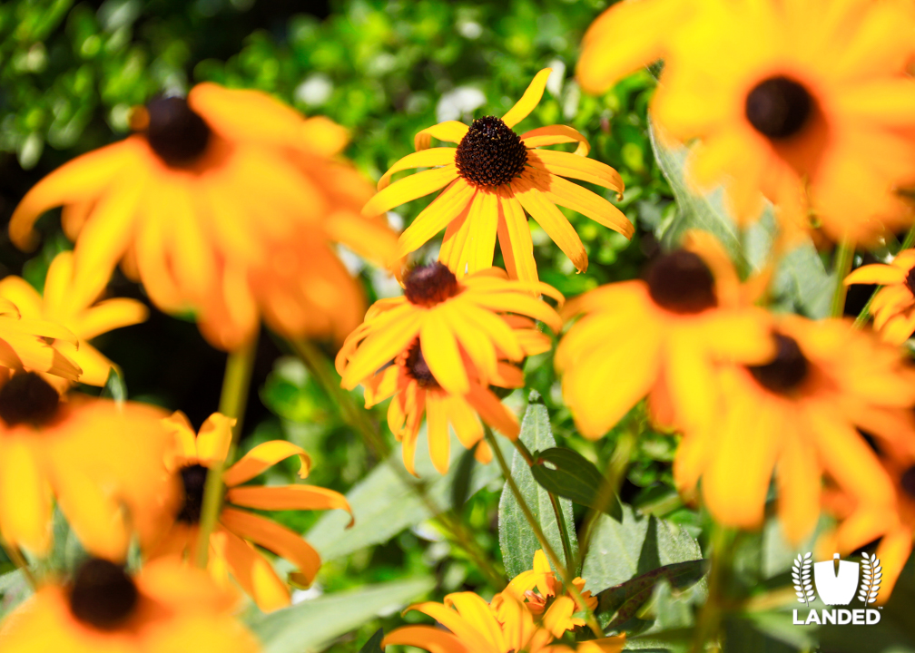 Black-Eyed Susan Plants| Landed Horticulture