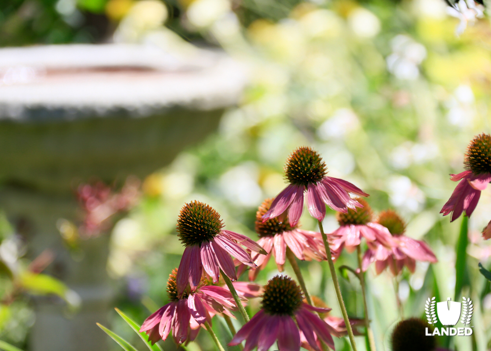 Purple Coneflower Echinacea Plants | Landed Horticulture