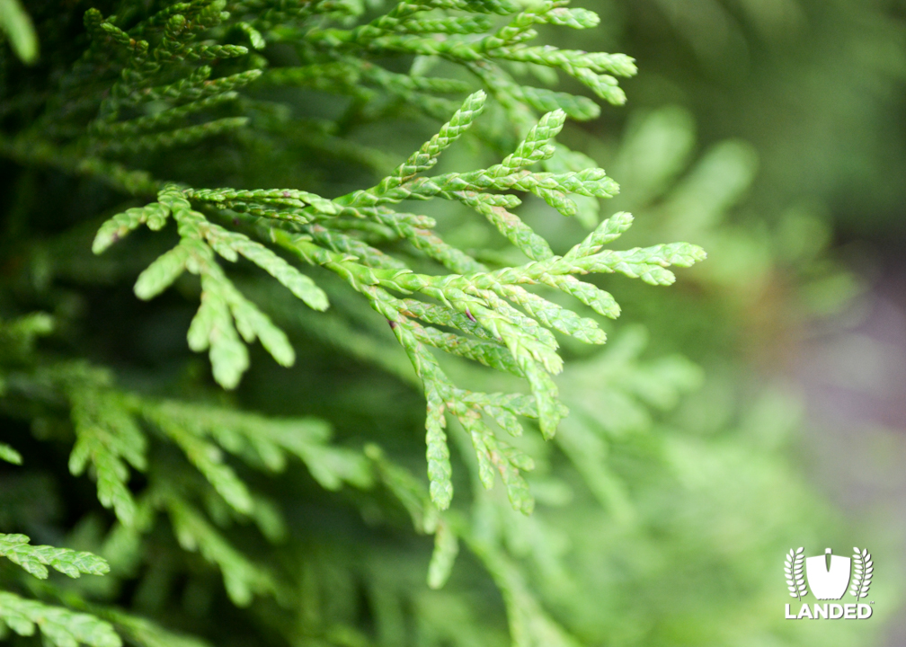 Evergreen Juniper Bush | Landed Horticulture