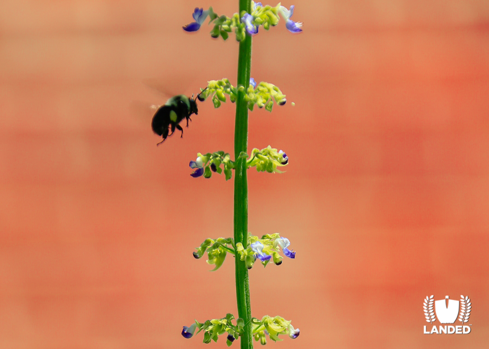 Bee, Bird & Butterfly Attracting Plants | Landed Horticulture