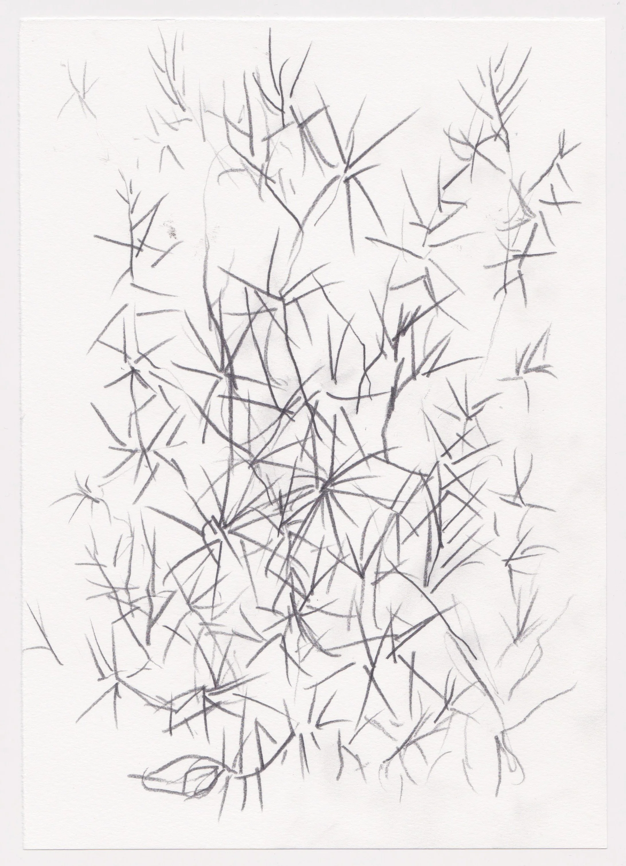 Thorns.
