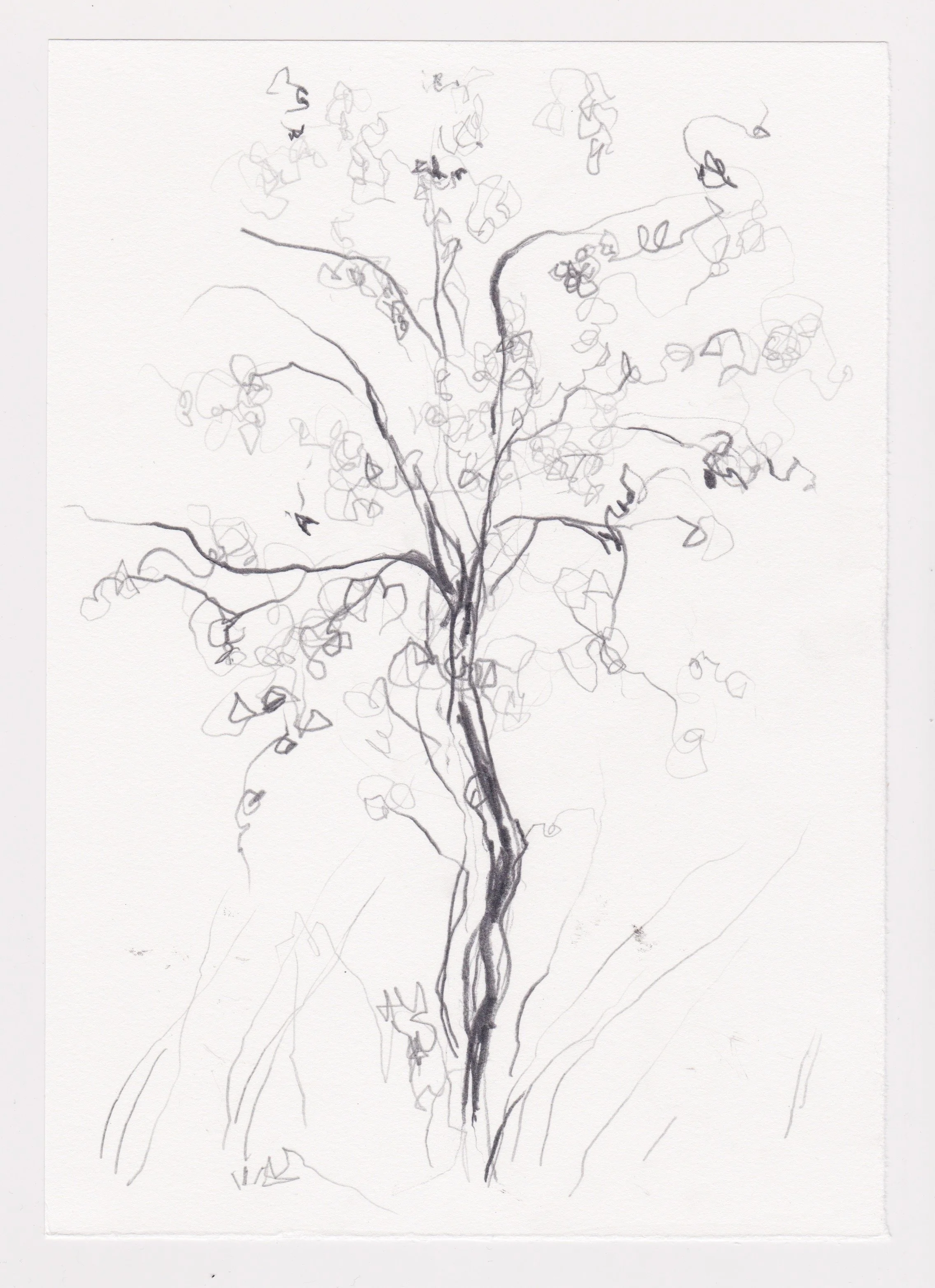 Oak.