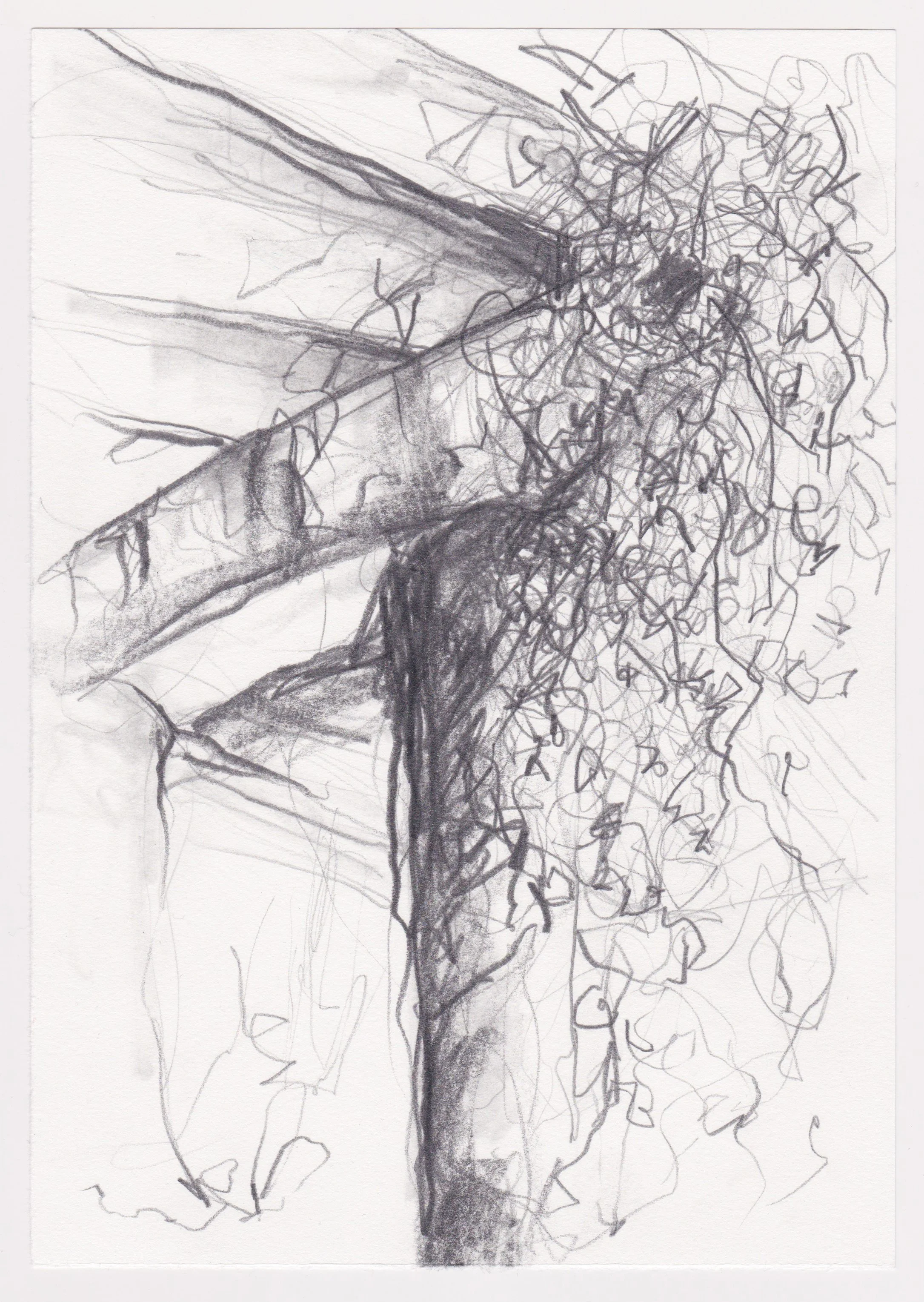 Overpass with ivy.