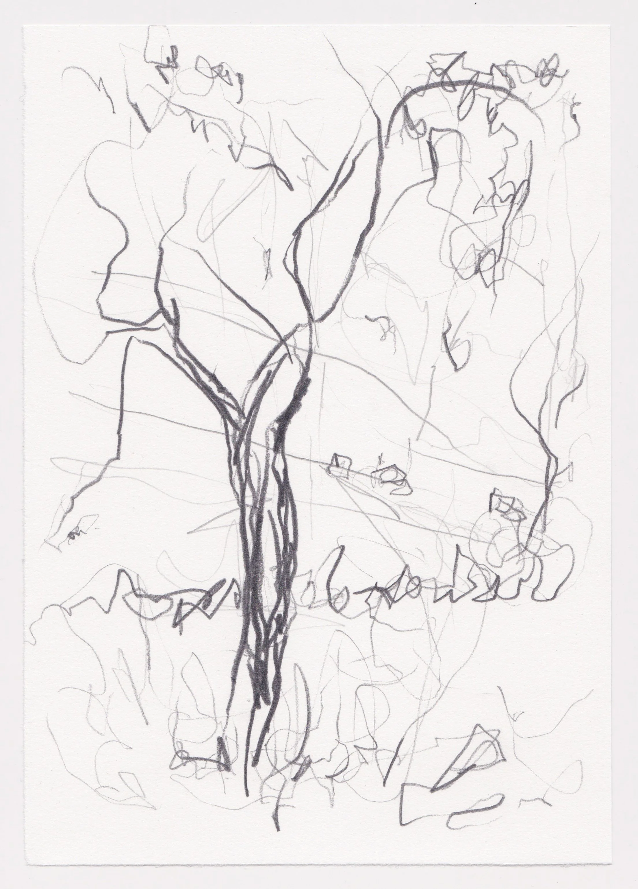 Tree with electrical wires.