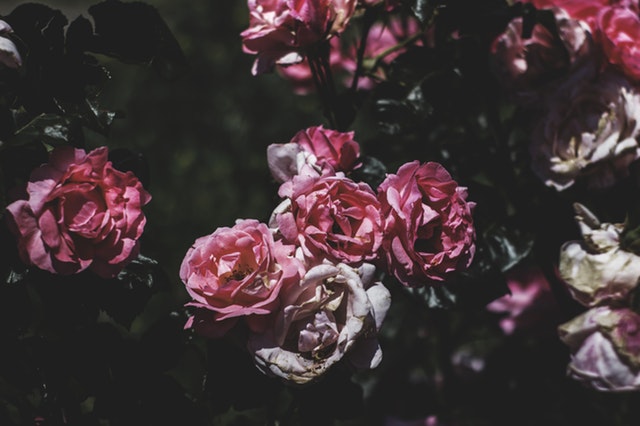 pexels-photo-552134.jpeg