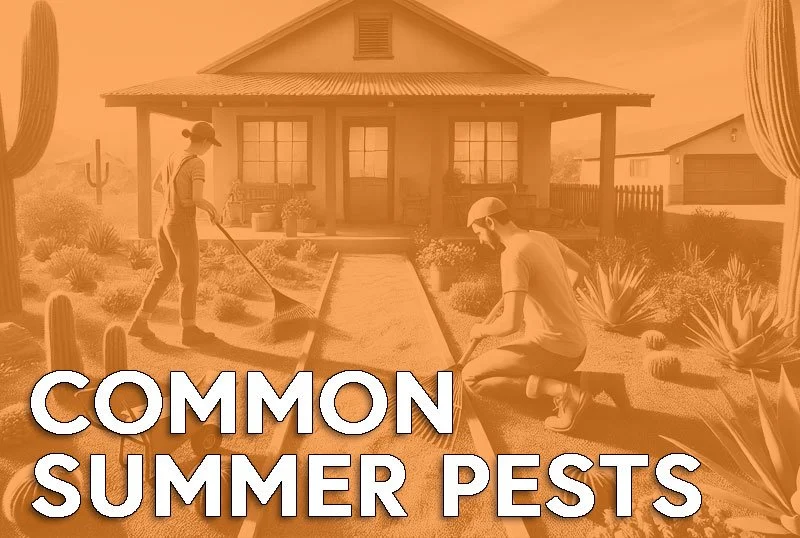 Common Summer Pests