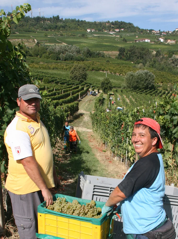 Harvest workers bringing the the chardonnay near La Morra.