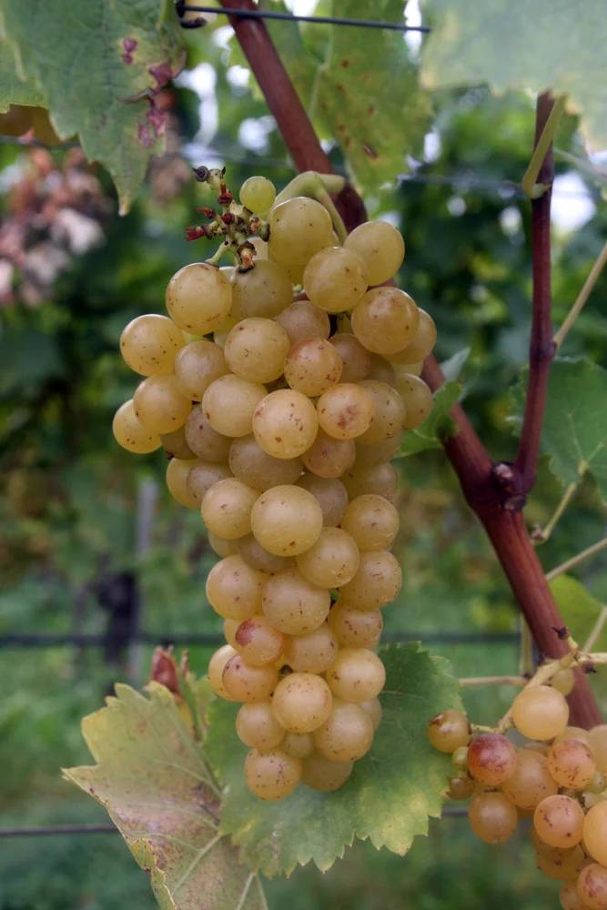 Moscato, one of the rare varieties that's equally good as a table grape and a wine grape.