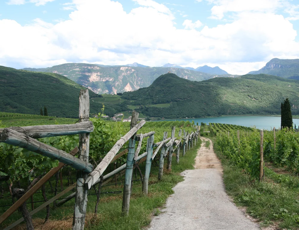 The alpine turf of Alto Adige pinot grigio, here near Lake Caldaro.
