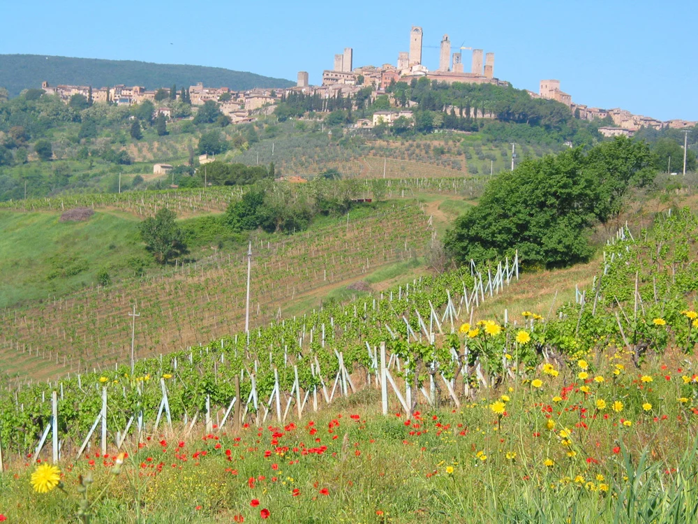 Vernaccia vineyards with a view of San Gimignano's famous towers