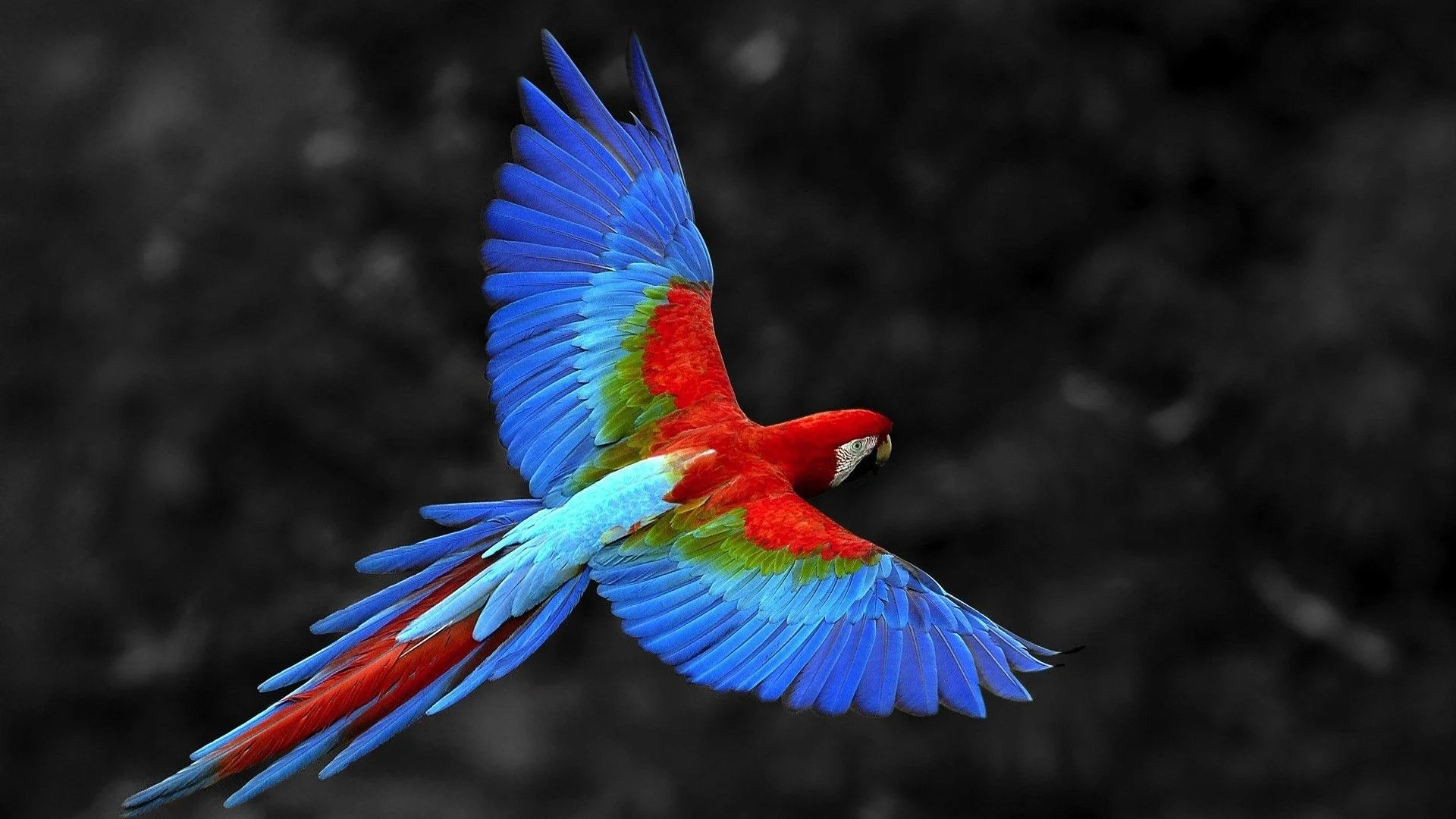 Discover ideas about Beautiful Bird Wallpaper.jpeg