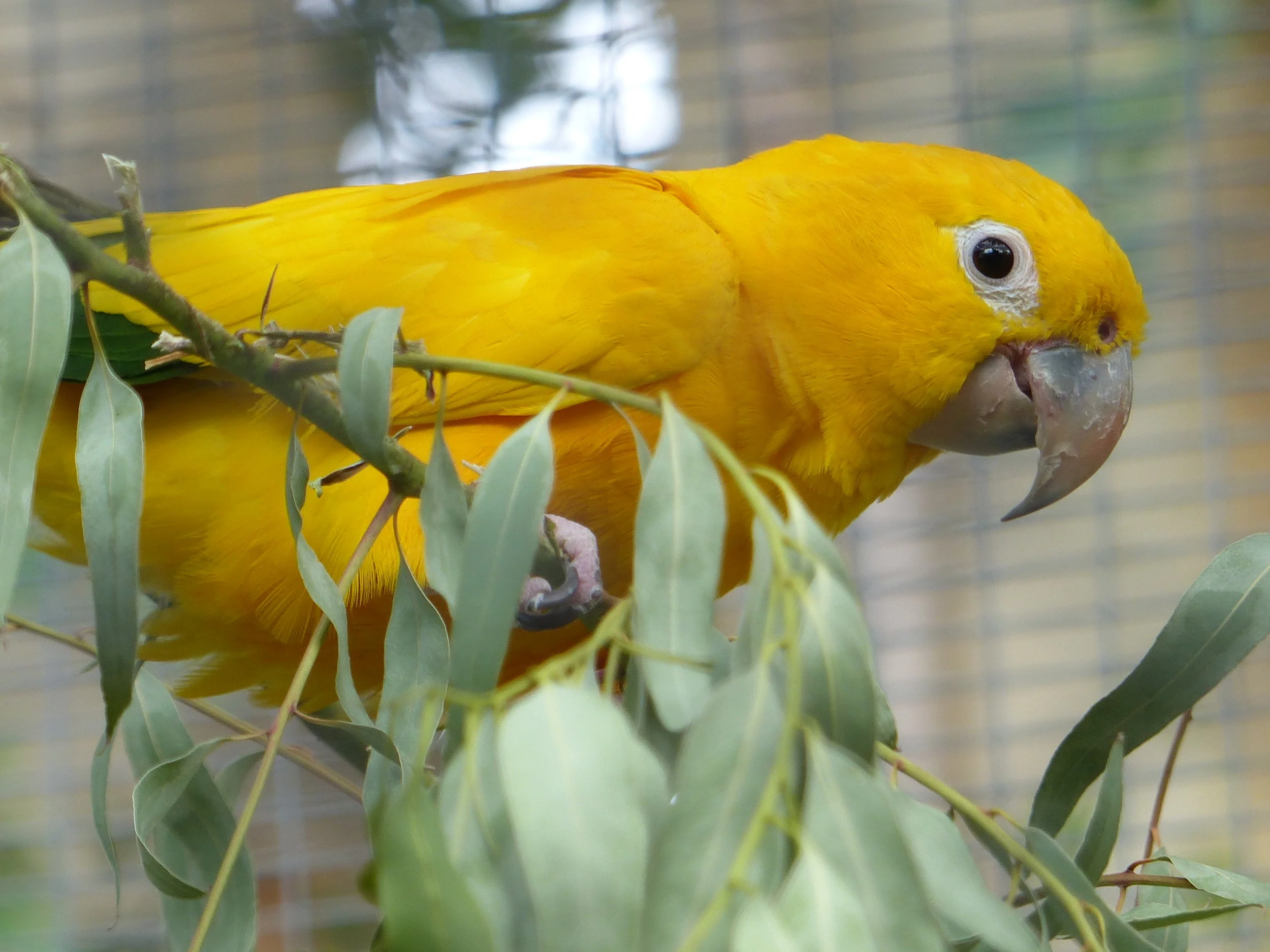 1.0 Golden Conure Stanley 28 Sep 2016 Tara Sprankle (1).JPG