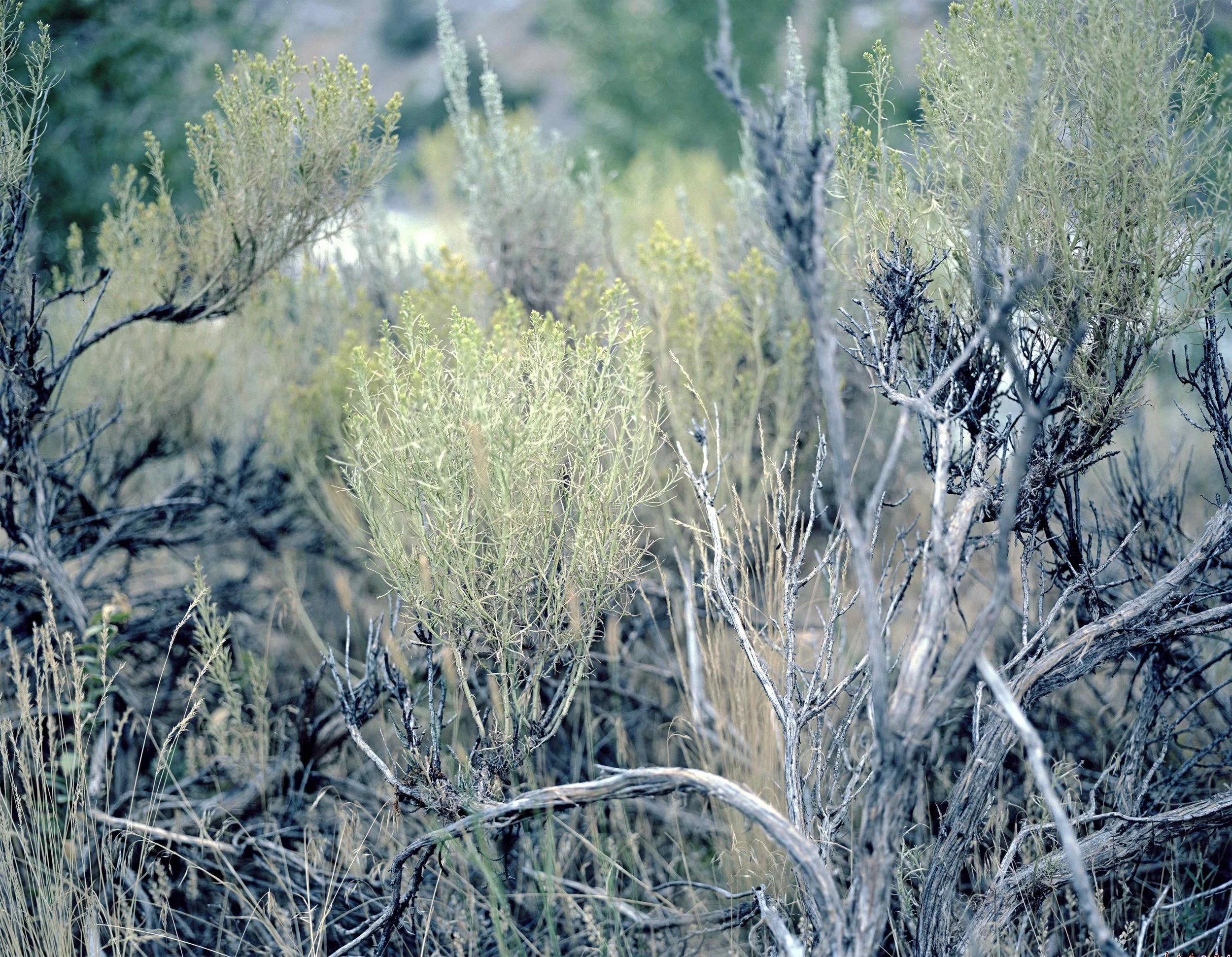 Vistitation II, 2018
