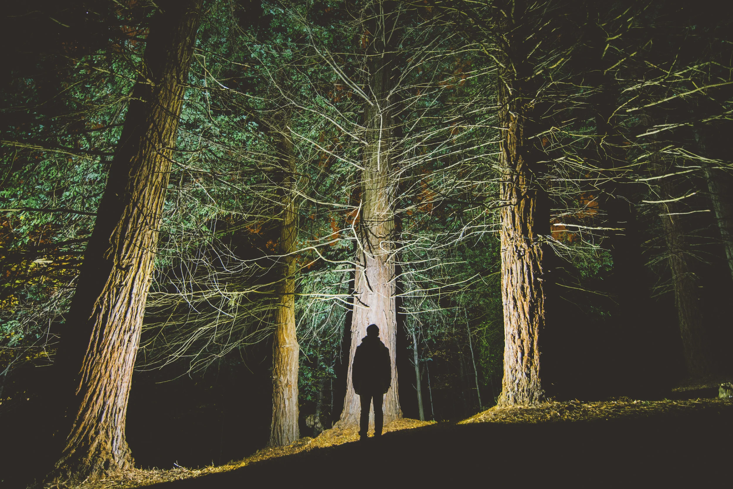 Man's-silhouette-at-forest-000080755217_Large.jpg