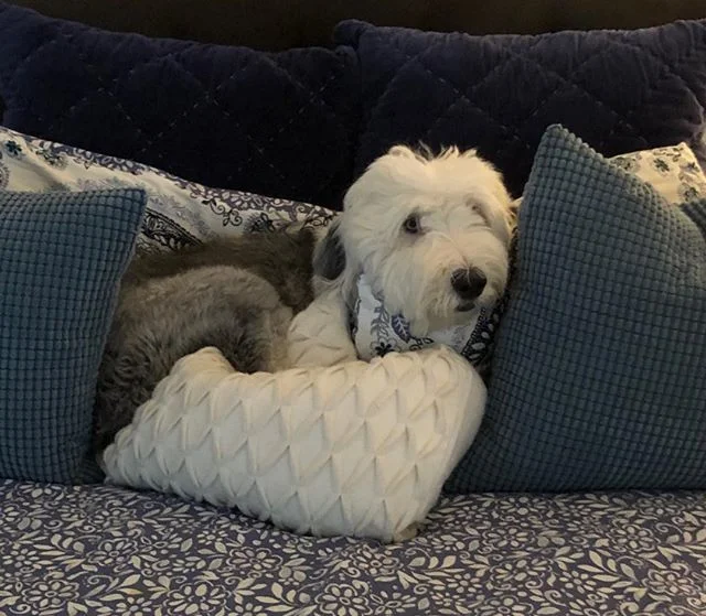 Happy 1st Birthday to my sweet Daisy. 🌻