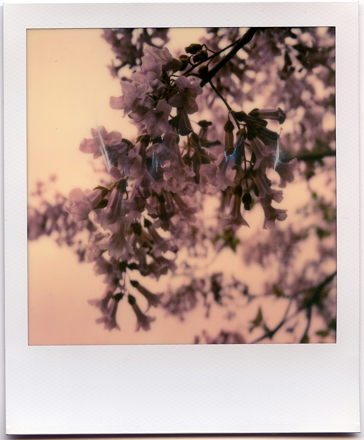 SX-70_01.jpg