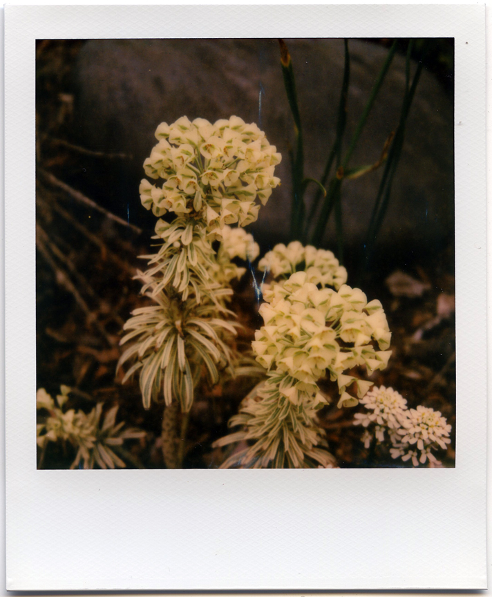SX-70_03.jpg