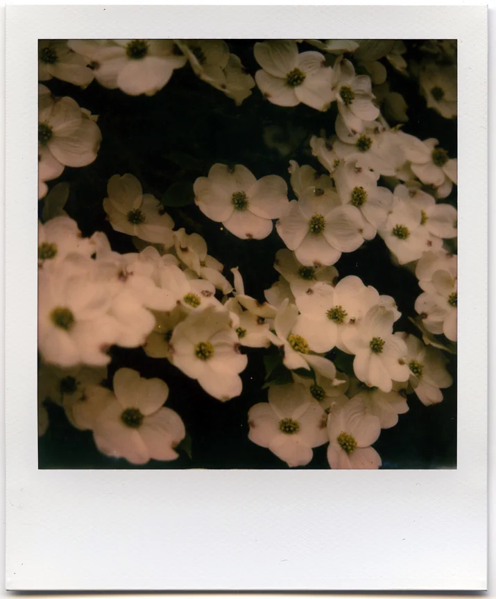 SX-70_04.jpg