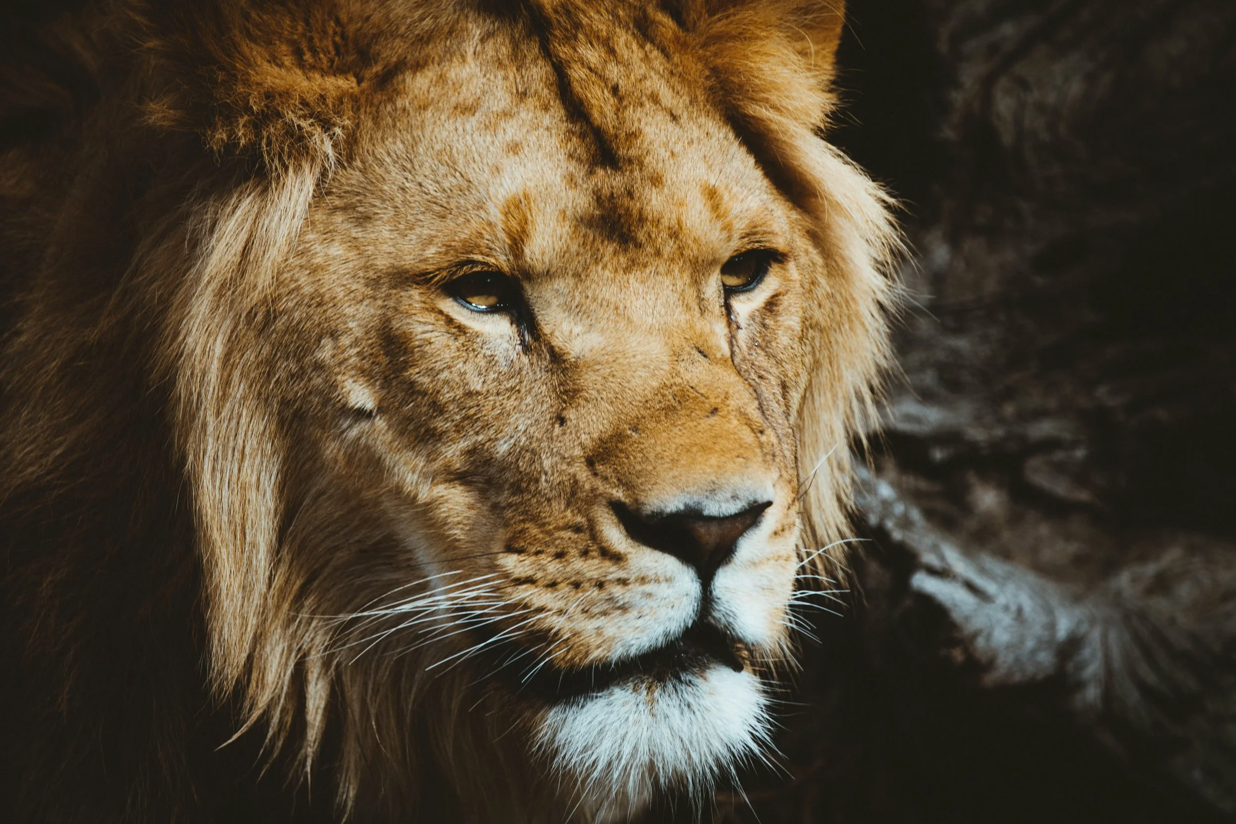 What Makes a Lion a Lion?