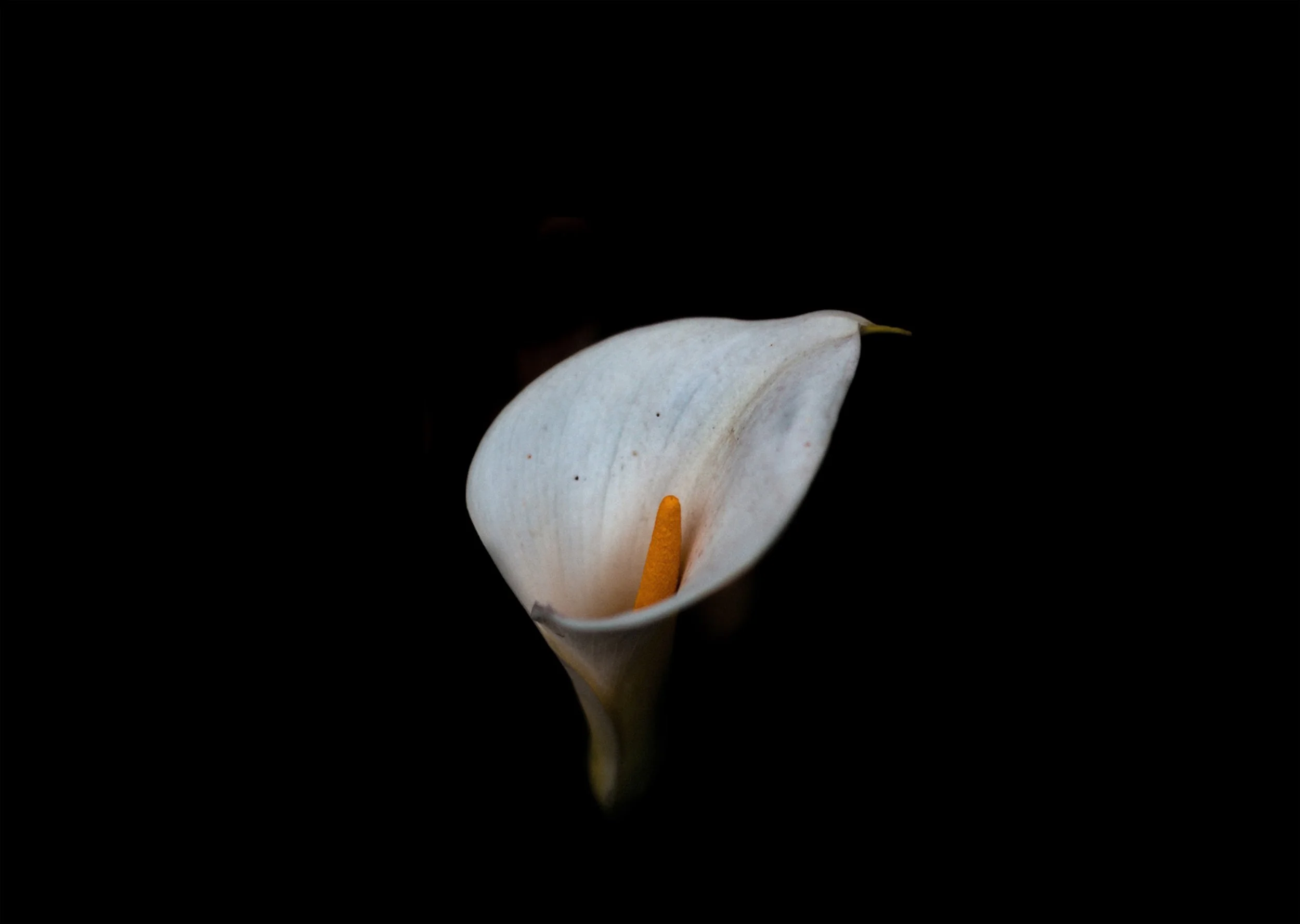 The Intimacy of Voice