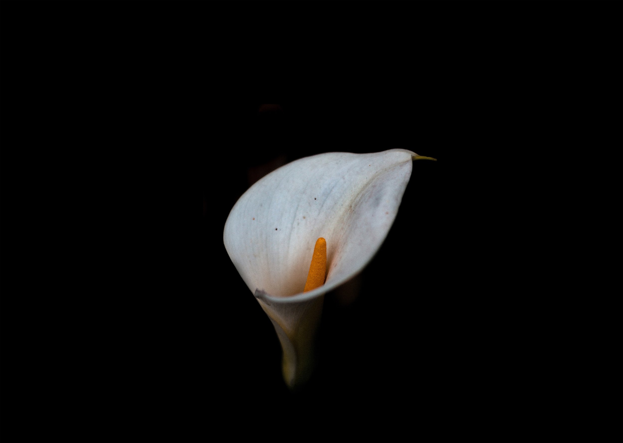 Protecting Your Performance