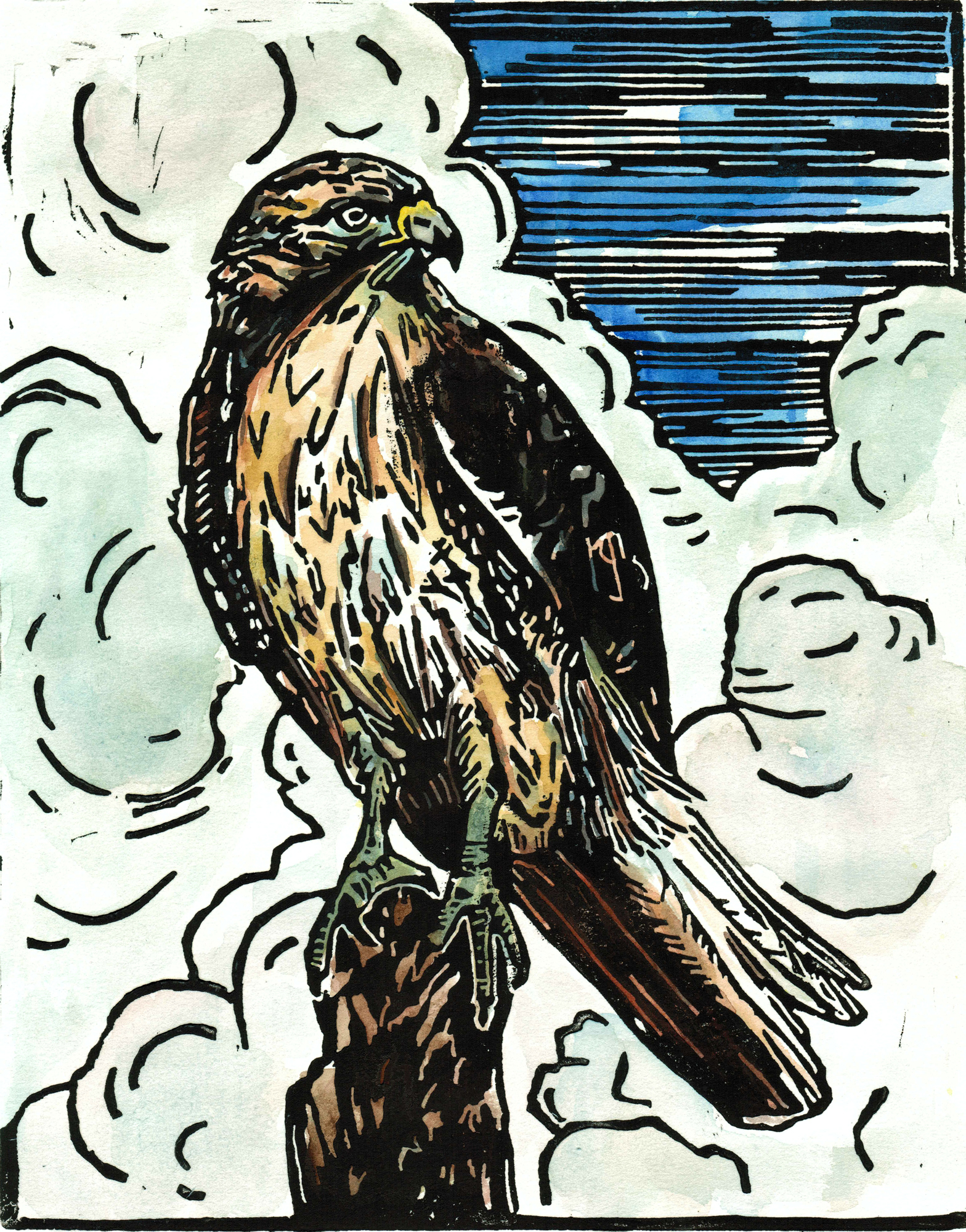 Hawk (Red-tailed) Flying Drawing Lesson
