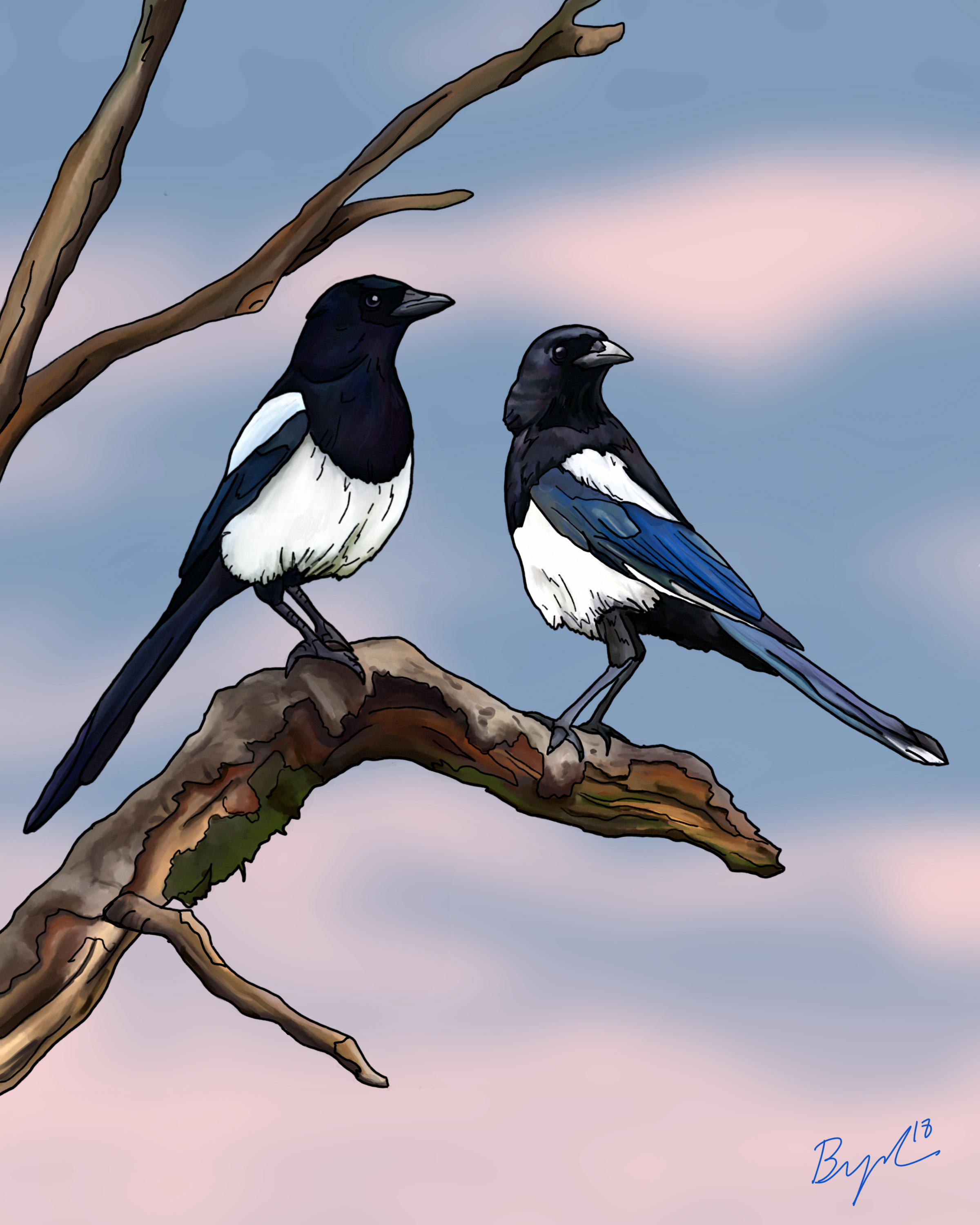 Magpies_.jpg