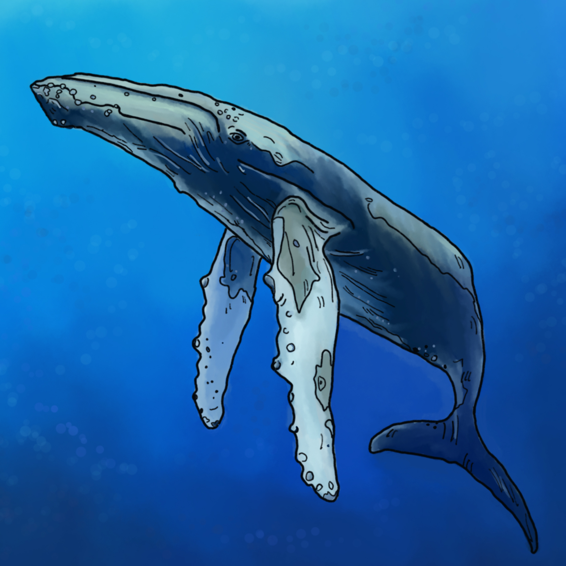 Humpback_Whale.jpg