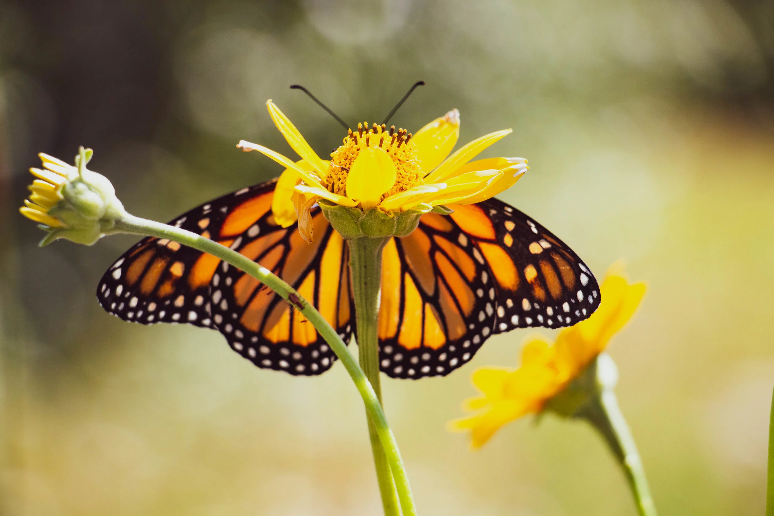 Monarchbutterfly.jpg