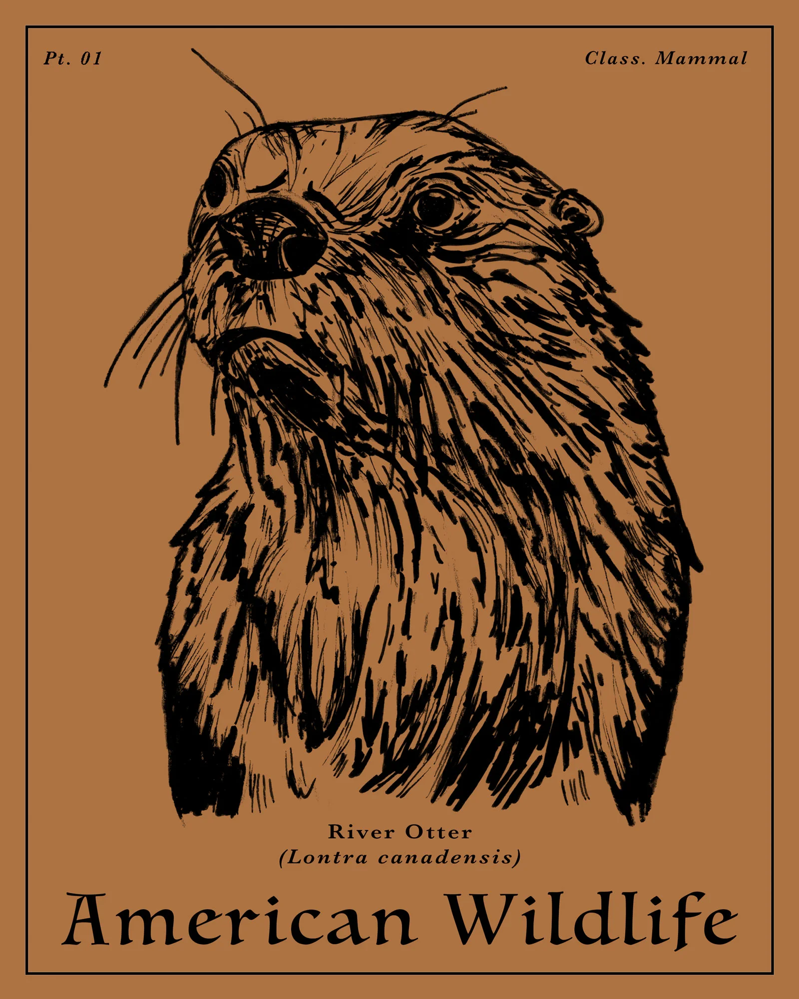 River-Otter_web.jpg