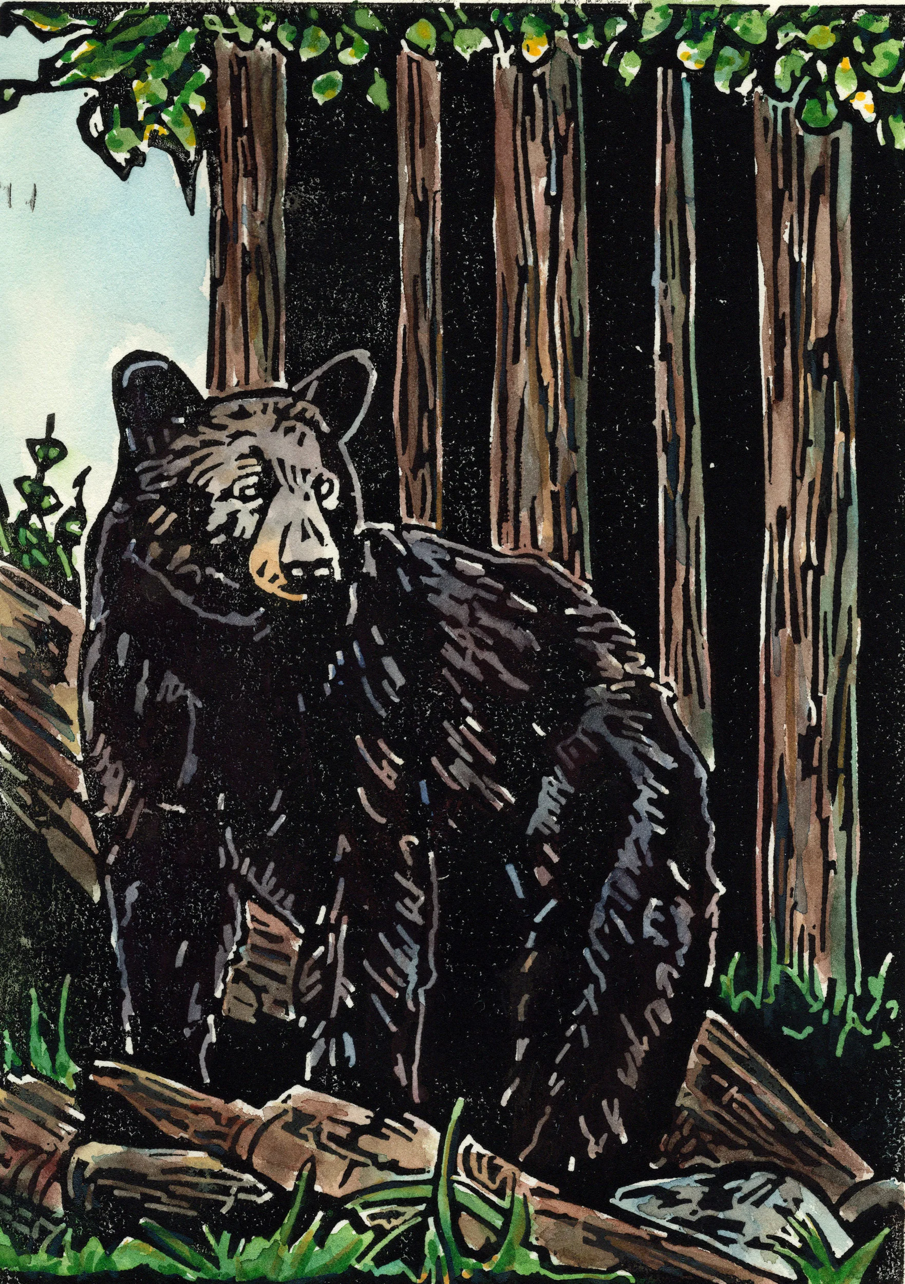 Black-bear-color_web.jpg