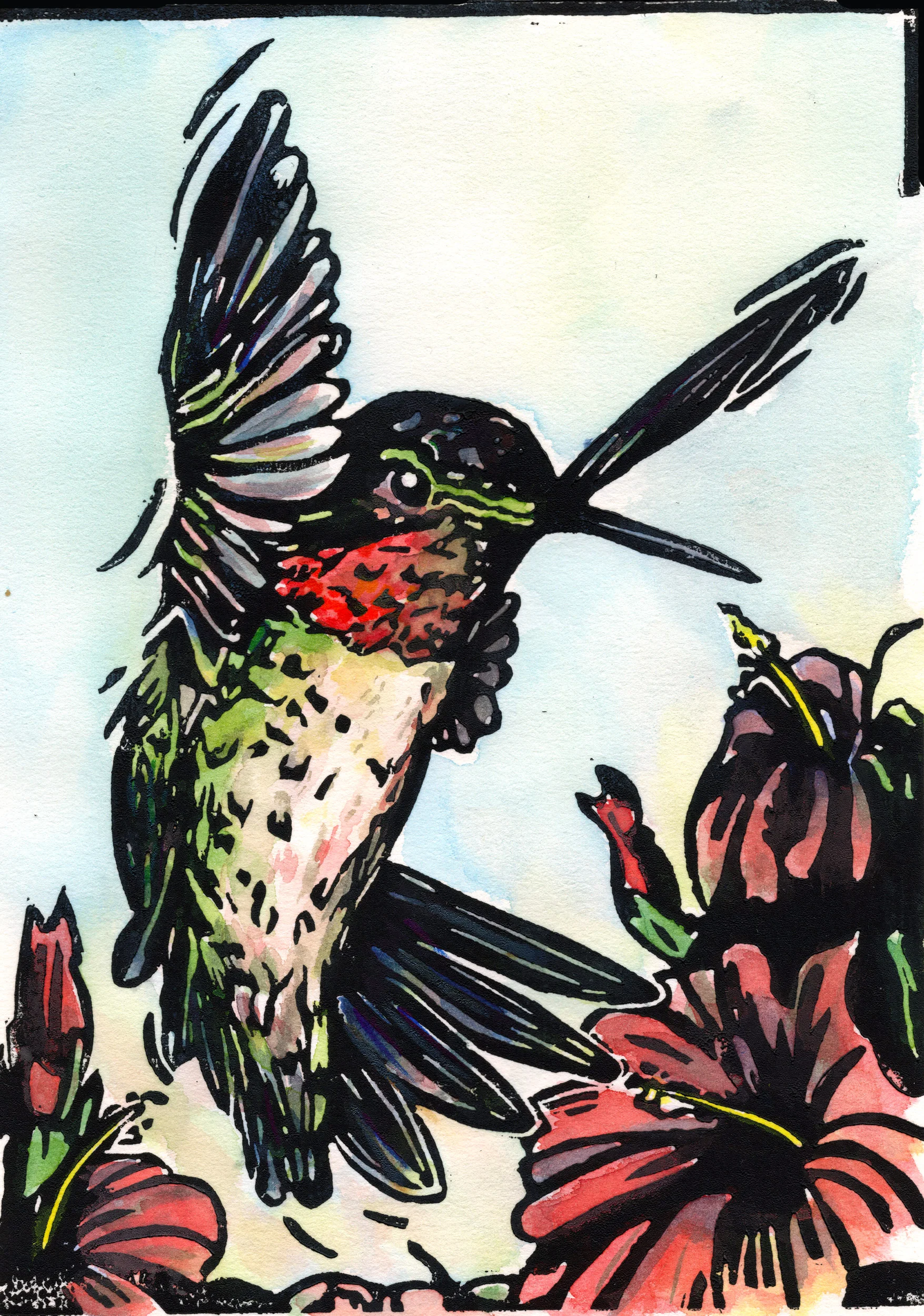 hummingbird-color_web.jpg