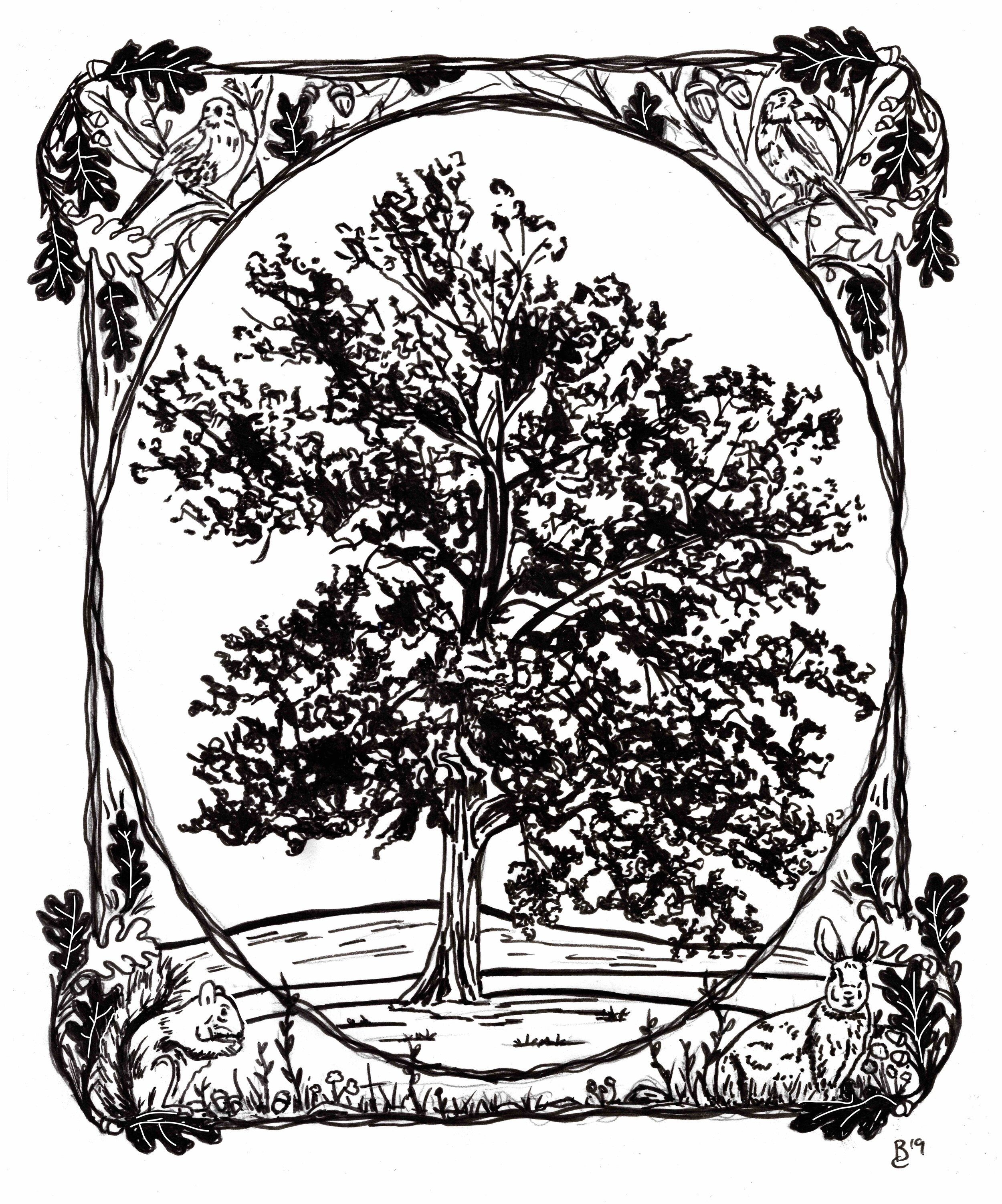 Big oak tree_1.jpg