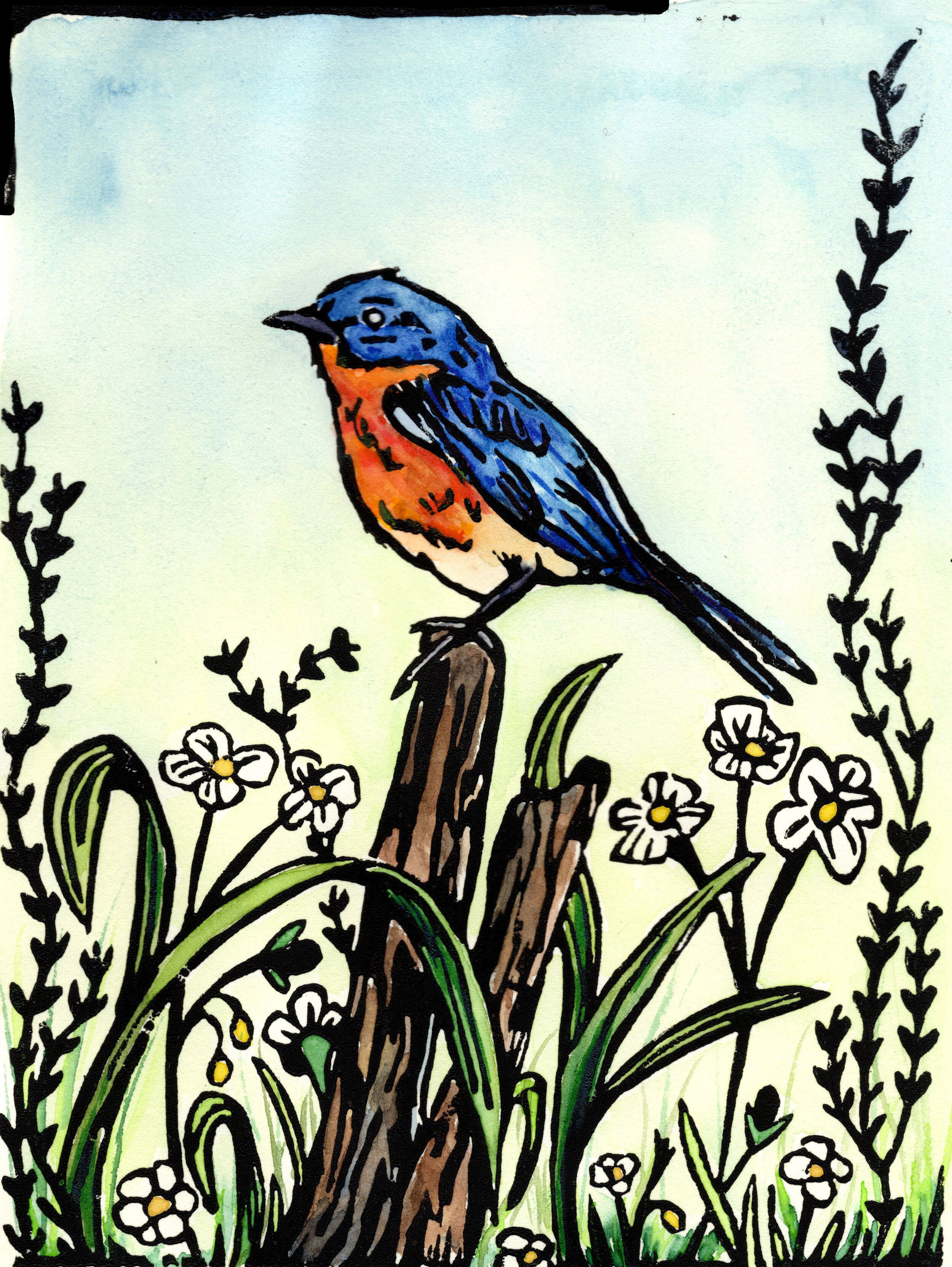 bluebird_color.jpg