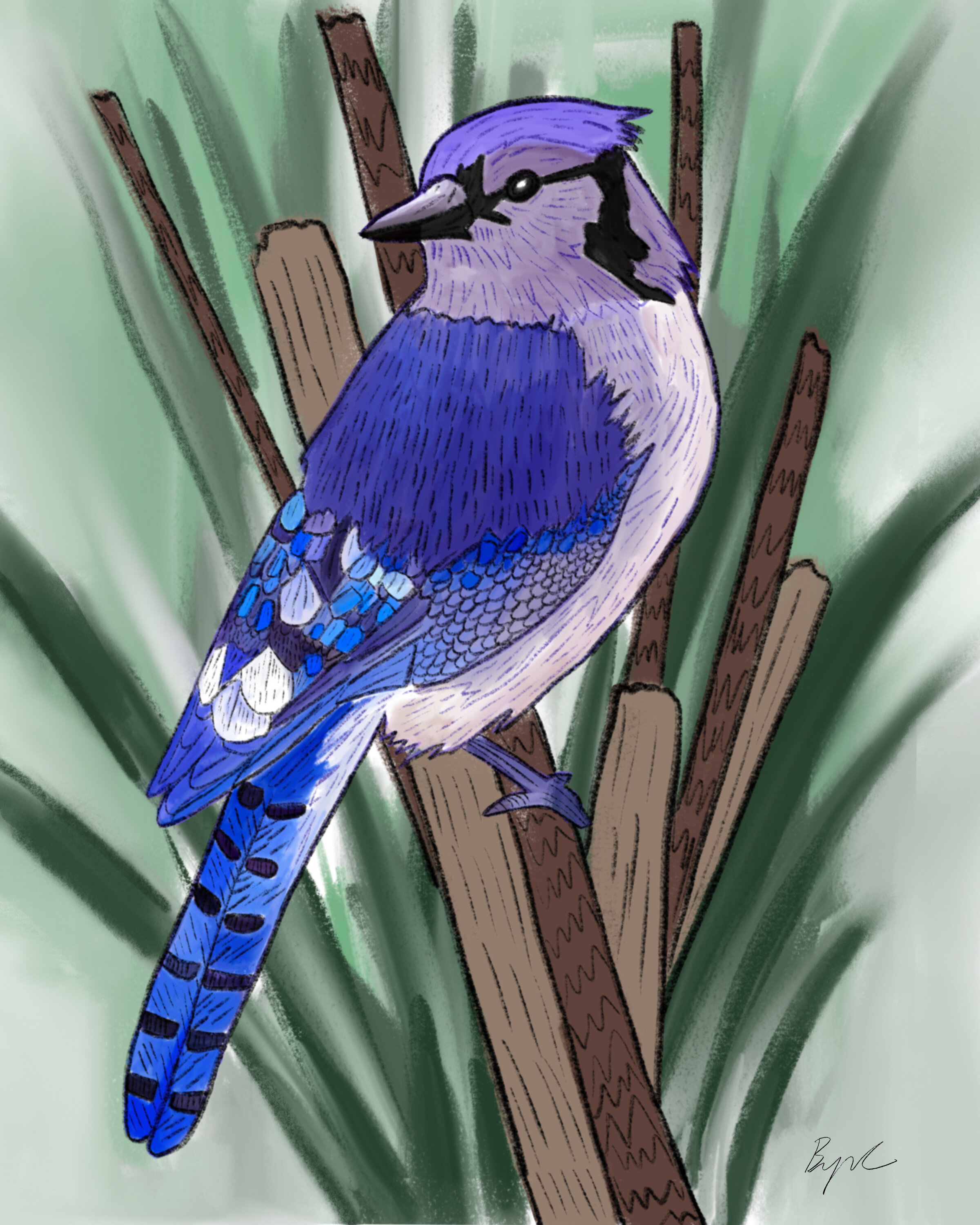 Bluejay8x10.jpg