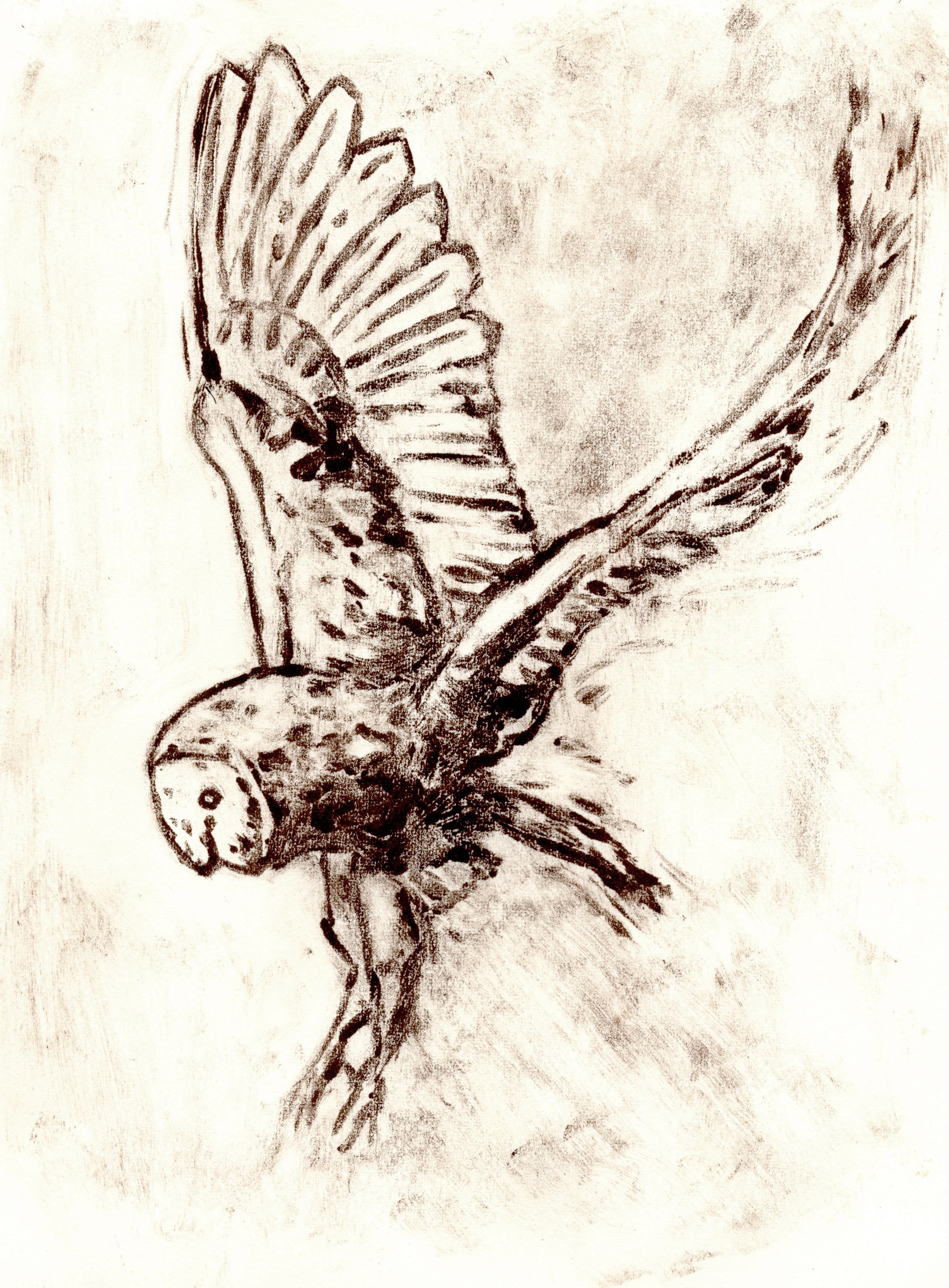 barnowlflight copy.jpg