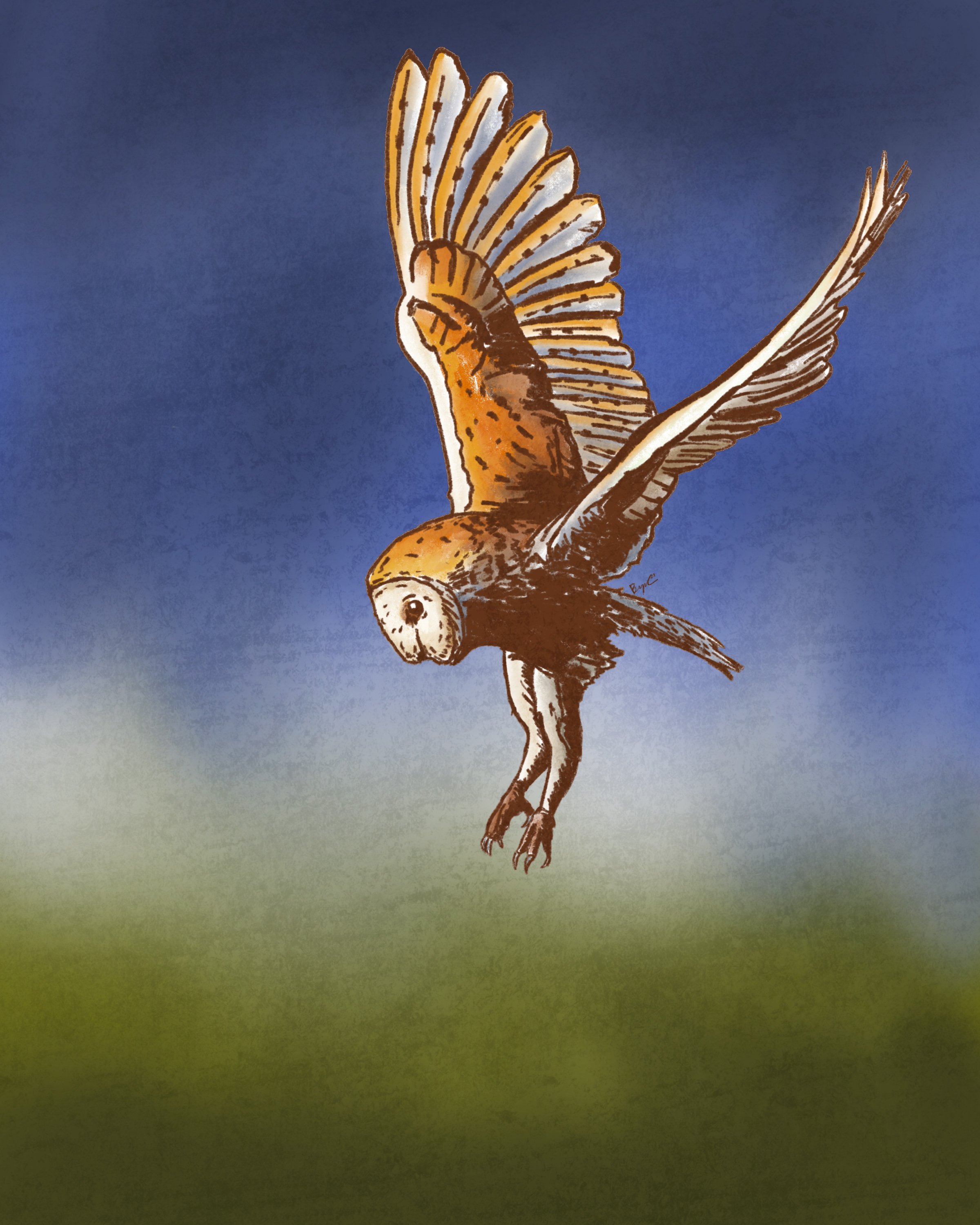 barn owl flight copy.jpg