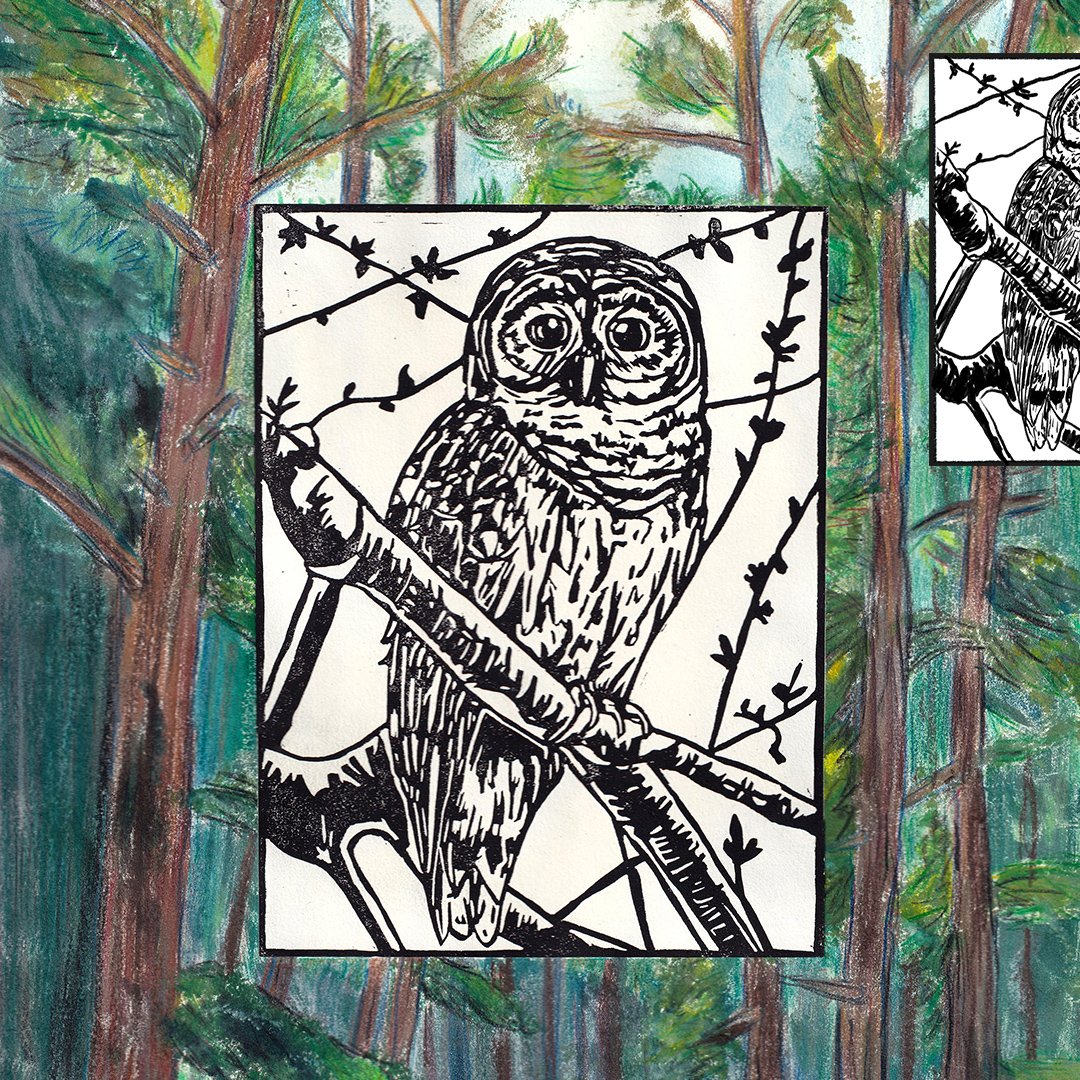 Barred owl1.jpeg