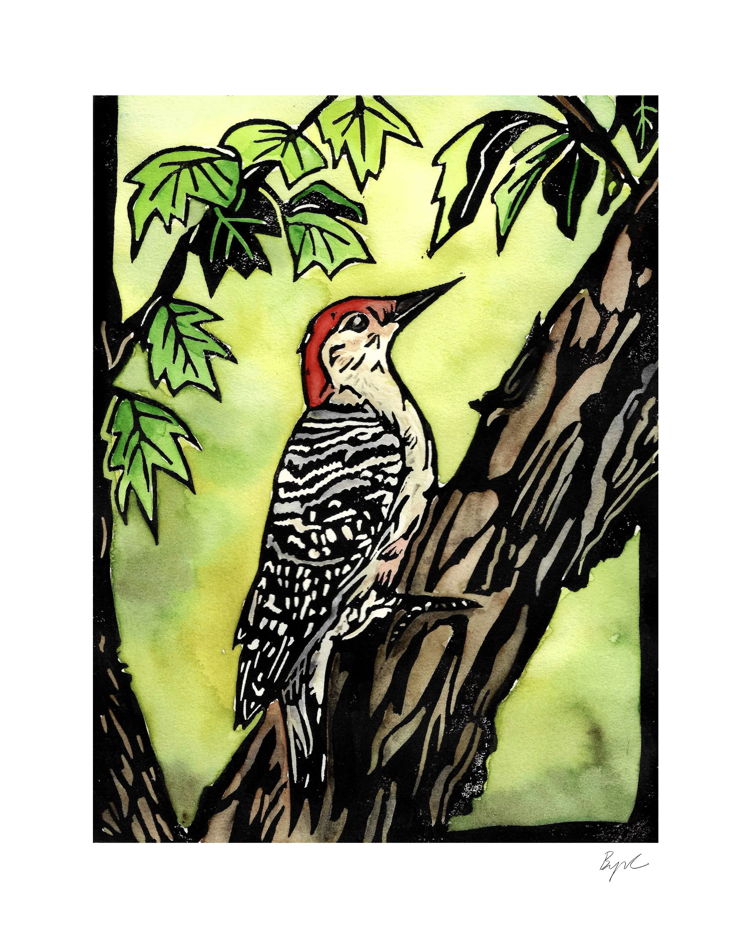 red belly 8x10 copy.jpeg