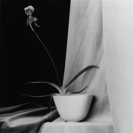 Robert Mapplethorpe Orchid 1986.jpg