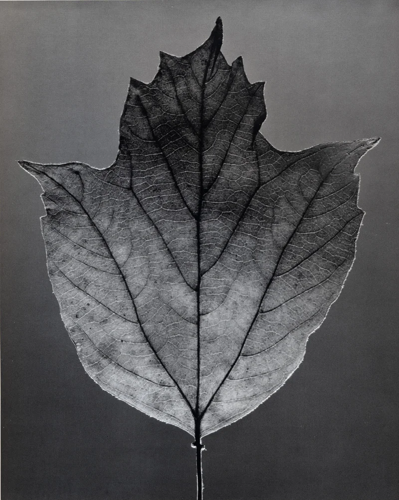 mapplethorpe-leaf-1.jpg