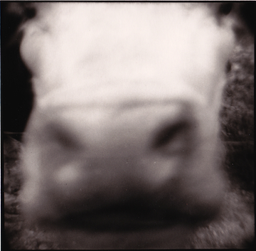 Cow's Face, McArthur, Ohio, 1975
