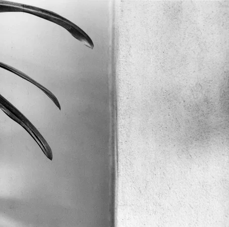 Amaryllis, 1977